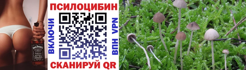 Купить  Змеиногорск  Галлюциногенные грибы Psilocybe 